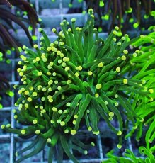 画像1: No.30 グリーントーチ (1)