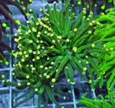 画像2: No.30 グリーントーチ (2)