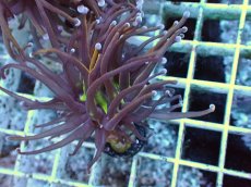 画像2: No.31 ゴールドトーチ　24K (2)