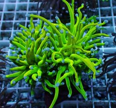 画像1: No.32 Holy grail Torch ホーリーグレイル ２ヘッド (1)