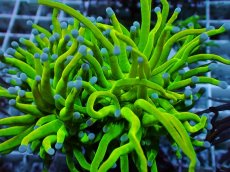 画像2: No.32 Holy grail Torch ホーリーグレイル ２ヘッド (2)