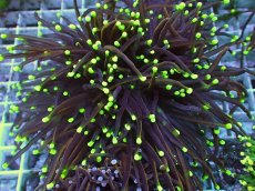 画像1: No.33 ゴールドトーチ　ドラゴンソウル (1)