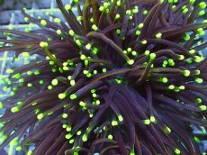 画像2: No.33 ゴールドトーチ　ドラゴンソウル (2)