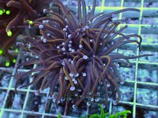 画像2: No.34 ゴールドトーチ　24K (2)