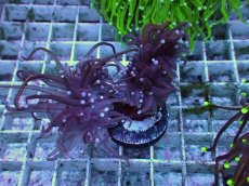 画像1: No.35 ゴールドトーチ　24K (1)