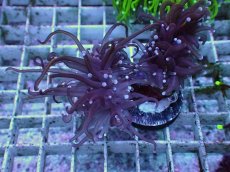 画像2: No.35 ゴールドトーチ　24K (2)