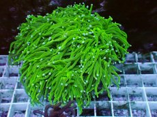 画像1: No.36 グリーントーチ (1)