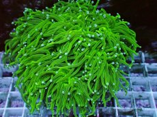 画像2: No.36 グリーントーチ (2)