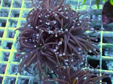 画像1: No.37 ゴールドトーチ　24K (1)