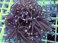 画像2: No.37 ゴールドトーチ　24K (2)