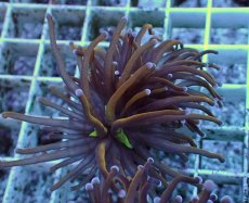 画像1: No.38 ゴールドトーチ　24K (1)