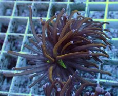 画像2: No.38 ゴールドトーチ　24K (2)