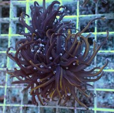 画像1: No.39 ゴールドトーチ　24K (1)