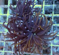 画像2: No.39 ゴールドトーチ　24K (2)