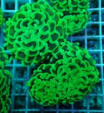 画像1: No.30 ナガレハナサンゴ　メタリックグリーン茎オレンジ (1)