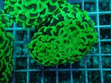 画像2: No.30 ナガレハナサンゴ　メタリックグリーン茎オレンジ (2)