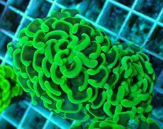 画像1: No.31 ナガレハナサンゴ　メタリックグリーン茎オレンジ (1)