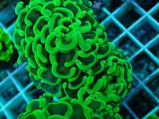 画像2: No.31 ナガレハナサンゴ　メタリックグリーン茎オレンジ (2)