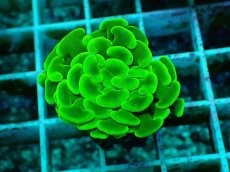 画像1: No.32 ナガレハナサンゴ　メタリックグリーン (1)