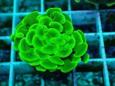 画像2: No.32 ナガレハナサンゴ　メタリックグリーン (2)