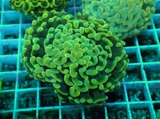 画像1: No.33 ナガレハナサンゴ　イエローゴールド (1)