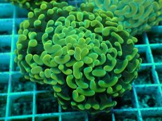 画像2: No.33 ナガレハナサンゴ　イエローゴールド (2)