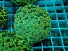 画像1: No.34 ナガレハナサンゴ　イエローゴールド (1)