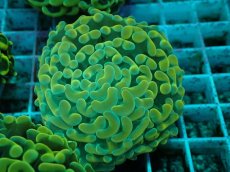 画像2: No.34 ナガレハナサンゴ　イエローゴールド (2)