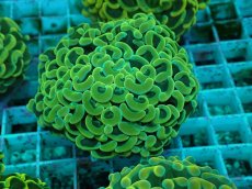 画像1: No.35 ナガレハナサンゴ　イエローゴールド (1)