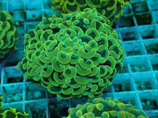 No.11 フィジー産 オオバナサンゴ グリーンマルチを買うならアクア