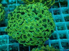 画像2: No.35 ナガレハナサンゴ　イエローゴールド (2)