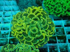 画像1: No.36 ナガレハナサンゴ　イエローゴールド (1)