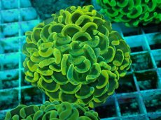 画像2: No.36 ナガレハナサンゴ　イエローゴールド (2)