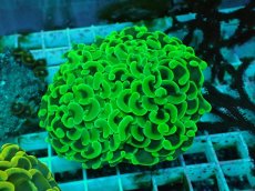 画像1: No.37 ナガレハナサンゴ　メタリックグリーン (1)