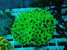 画像2: No.37 ナガレハナサンゴ　メタリックグリーン (2)