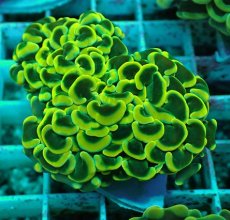 画像1: No.38 ナガレハナサンゴ　イエローゴールド (1)