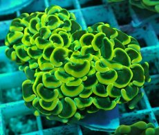 画像2: No.38 ナガレハナサンゴ　イエローゴールド (2)