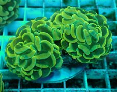 画像1: No.39 ナガレハナサンゴ　イエローゴールド (1)