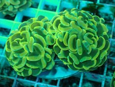 画像2: No.39 ナガレハナサンゴ　イエローゴールド (2)