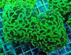 画像1: No.40 ナガレハナサンゴ　メタリックグリーン茎オレンジ (1)