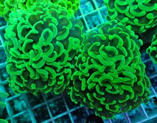 No.51 ナガレハナサンゴ メタリックグリーンを買うならアクアスタイル