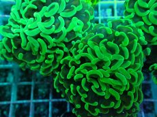 画像2: No.40 ナガレハナサンゴ　メタリックグリーン茎オレンジ (2)