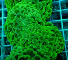 画像1: No.41 ナガレハナサンゴ　メタリックグリーン (1)