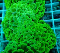 画像2: No.41 ナガレハナサンゴ　メタリックグリーン (2)