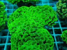 画像1: No.42 ナガレハナサンゴ　メタリックグリーン (1)