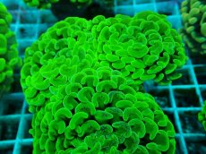 画像2: No.42 ナガレハナサンゴ　メタリックグリーン (2)