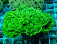 画像1: No.43 ナガレハナサンゴ　メタリックグリーン (1)