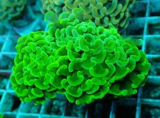 画像2: No.43 ナガレハナサンゴ　メタリックグリーン (2)