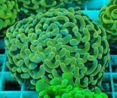 画像1: No.44 ナガレハナサンゴ　イエローゴールド (1)