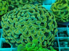 画像2: No.44 ナガレハナサンゴ　イエローゴールド (2)